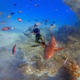 Nurse Shark Snorkelling Maldives